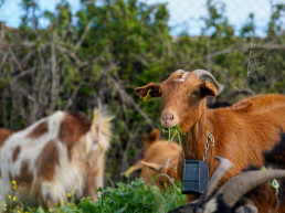 La localidad celebra este fin de semana las X Jornadas de Pastoreo y la Feria de Quesos Artesanales