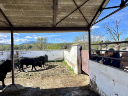 La Comunidad sortea 15 reses de raza avileña-negra ibérica para mejorar la genética ganadera regional