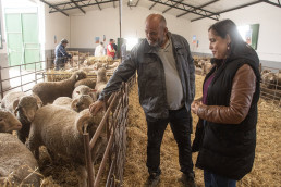 La Diputación de Cáceres subasta 85 machos de Merino Precoz para mejorar la cabaña ganadera ovina de la provincia