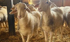 Asaja Ciudad Real denuncia el "abandono" de ganaderos afectados por lengua azul y critican que no hay respuesta de Junta