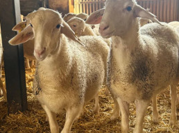 Asaja Ciudad Real denuncia el 