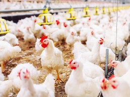 Aprobada la declaración de emergencia para acciones de control de la enfermedad de Newcastle en explotaciones avícolas