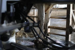 CyL saca una nueva ayuda para compensar los costes de la recogida de leche en explotaciones de zonas de montaña
