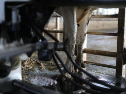 CyL saca una nueva ayuda para compensar los costes de la recogida de leche en explotaciones de zonas de montaña