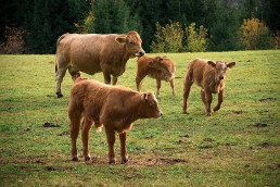 Convocadas ayudas para impulsar el cebo de razas locales amenazadas dentro del Plan de la Carne de Cantabria