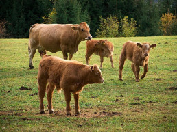 Convocadas ayudas para impulsar el cebo de razas locales amenazadas dentro del Plan de la Carne de Cantabria