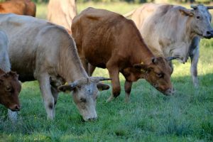 La Xunta prorroga las medidas preventivas ante la dermatosis nodular contagiosa