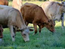 La Xunta prorroga las medidas preventivas ante la dermatosis nodular contagiosa