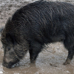  Detectados 13 nuevos casos de peste porcina africana en Cataluña, todos en la zona de alto riesgo