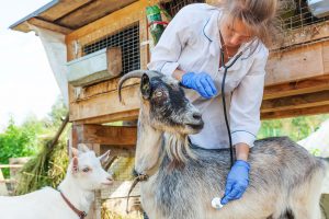 La OCV lleva a Europa la falta de veterinarios rurales en España ante el avance de la despoblación