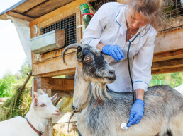 La OCV lleva a Europa la falta de veterinarios rurales en España ante el avance de la despoblación