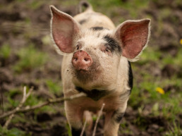 El Colegio de Veterinarios de Cádiz aborda en Canal Sur Radio la Peste Porcina Africana y los principales retos de las zoonosis