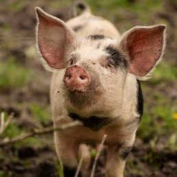 El Colegio de Veterinarios de Cádiz aborda en Canal Sur Radio la Peste Porcina Africana y los principales retos de las zoonosis
