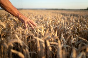 El Gobierno aprueba el convenio para la ejecución del plan de seguros agrarios 2026, con un presupuesto de 315 millones de euros