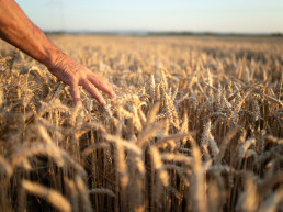 El Gobierno aprueba el convenio para la ejecución del plan de seguros agrarios 2026, con un presupuesto de 315 millones de euros