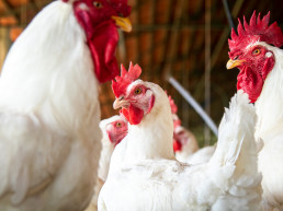 El sistema inmune aviar inaugura los audiolibros sobre patologías aviares de Boehringer Ingelheim Avian Radio