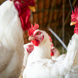 El sistema inmune aviar inaugura los audiolibros sobre patologías aviares de Boehringer Ingelheim Avian Radio