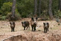 Actualización de la situación de peste porcina africana en jabalíes silvestres en Cataluña
