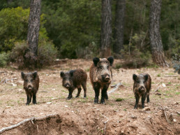 Actualización de la situación de peste porcina africana en jabalíes silvestres en Cataluña
