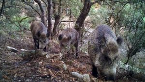 FVMP y La Generalitat celebran una jornada sobre el control poblacional del jabalí y la seguridad alimentaria en la carne de caza