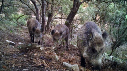FVMP y La Generalitat celebran una jornada sobre el control poblacional del jabalí y la seguridad alimentaria en la carne de caza
