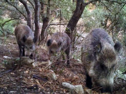 FVMP y La Generalitat celebran una jornada sobre el control poblacional del jabalí y la seguridad alimentaria en la carne de caza