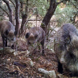 FVMP y La Generalitat celebran una jornada sobre el control poblacional del jabalí y la seguridad alimentaria en la carne de caza