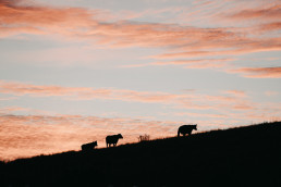 El Ministerio de Agricultura, Pesca y Alimentación abona 1.081 millones de euros a 98.049 agricultores y ganaderos afectados por las borrascas