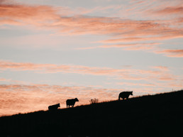 El Ministerio de Agricultura, Pesca y Alimentación abona 1.081 millones de euros a 98.049 agricultores y ganaderos afectados por las borrascas