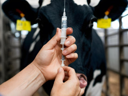 Aceleración de la vacunación frente a la dermatosis nodular contagiosa en Segrià, Garrigues y Urgell