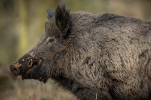 Asaja exige a la Junta de Castilla y León que coordine con Cantabria batidas de jabalíes portadores y enfermos de tuberculosis