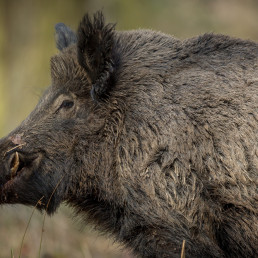 Asaja exige a la Junta de Castilla y León que coordine con Cantabria batidas de jabalíes portadores y enfermos de tuberculosis