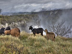 De la trashumancia al turismo sostenible: así se recorre Burgos por la Senda del Pastoreo