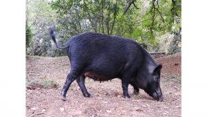 Plan de control del jabalí en las Terres de l'Ebre (Tarragona) contra la tuberculosis animal