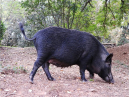 Plan de control del jabalí en las Terres de l'Ebre (Tarragona) contra la tuberculosis animal
