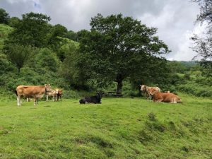 El Gobierno de Cantabria trabaja en un proyecto piloto de relevo generacional para ganaderos