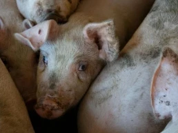 España reanuda las exportaciones de porcino a Filipinas tras el acuerdo de regionalización