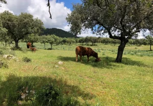 El vacuno de carne afronta una situación crítica por los bajos precios y el exceso de oferta