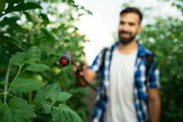 La mayoría de los fitosanitarios utilizados por los agricultores españoles son fungicidas y bactericidas, el 54 % del total