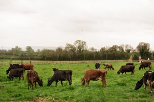 El Ministerio de Agricultura, Pesca y Alimentación somete a información pública varias modificaciones normativas sobre la aplicación del Plan Estratégico de la PAC