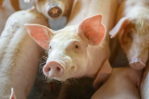 Las exportaciones de porcino crecen un 1,6% en volumen pero pierden un 14,8% de su valor en el primer trimestre de 2026