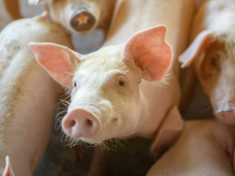 Las exportaciones de porcino crecen un 1,6% en volumen pero pierden un 14,8% de su valor en el primer trimestre de 2026