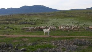 La ganadería extensiva y la trashumancia merecen ayuda