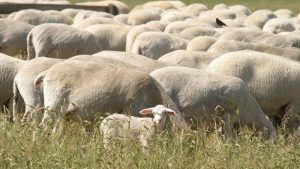 ASAJA Valladolid lamenta las acusaciones sin pruebas contra los agricultores tras descartarse la intoxicación del rebaño trashumante
