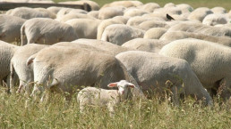 ASAJA Valladolid lamenta las acusaciones sin pruebas contra los agricultores tras descartarse la intoxicación del rebaño trashumante