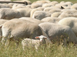 ASAJA Valladolid lamenta las acusaciones sin pruebas contra los agricultores tras descartarse la intoxicación del rebaño trashumante
