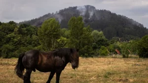 ASAJA destaca la labor de los agricultores y ganaderos en la lucha contra los incendios