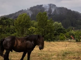 ASAJA destaca la labor de los agricultores y ganaderos en la lucha contra los incendios