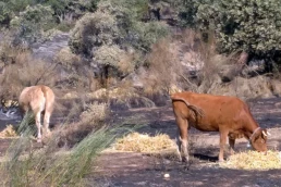 ASAJA Madrid coordina el reparto de forraje y agua a las explotaciones afectadas 