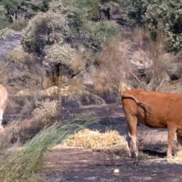 ASAJA Madrid coordina el reparto de forraje y agua a las explotaciones afectadas 